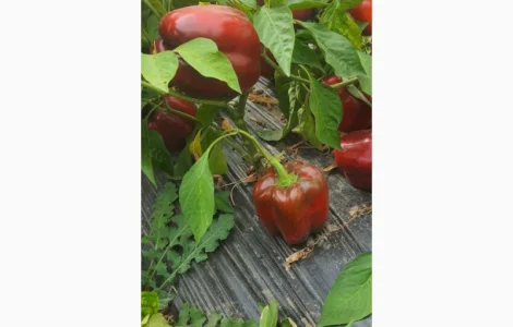 Продам Перець Геркулес на переробку