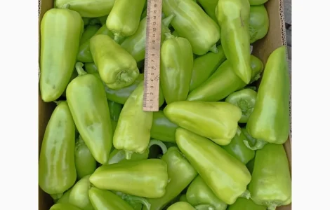 Продам перець