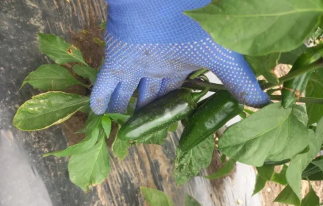 Продам перец халапеньо