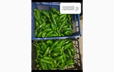 Перец халапеньо