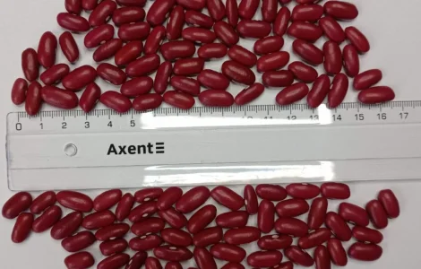 Продается посевной материал Фасоли Ред Кидни (Red Kidney Bean)