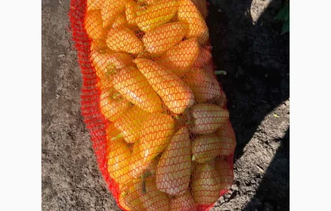 Продам сладкий перец