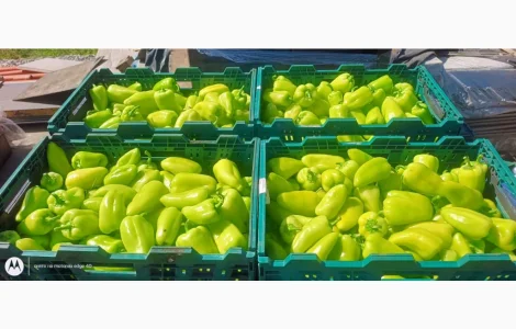 Продам перец