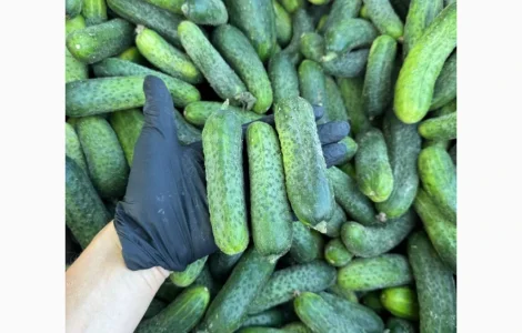 Продам Огірок польовий Гуртом 6-12 см калібр