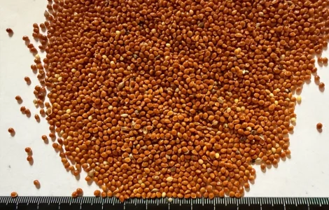 Продам Червоне Просо