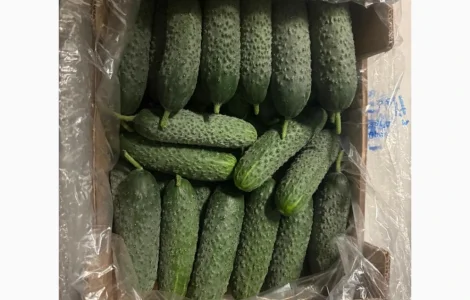Куплю Огурец свежий Оптом