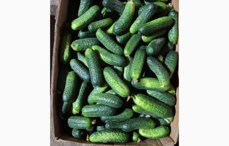 Продам огірки