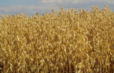 Семена голозерного овса Соломон. 1 репродукция
