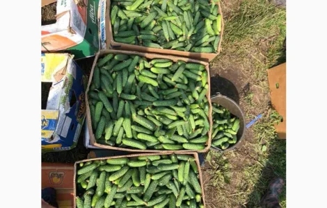 Продам ґрунтовий огірок на засолку