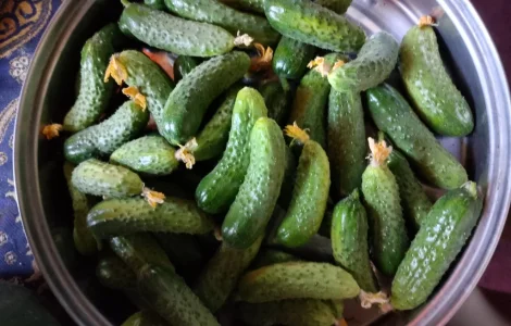 Продам огурцы элитных гибридов