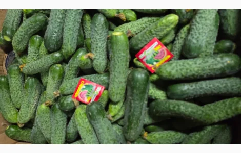 Продам огірок