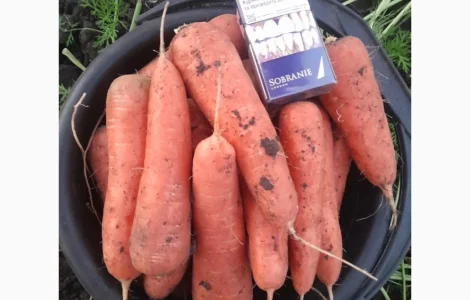 Продам моркву