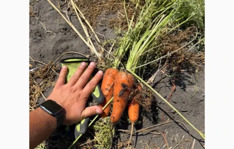 Продам морковь