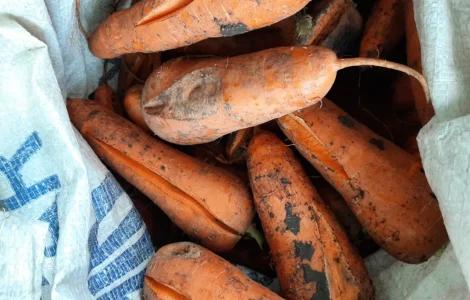 Продам морковь некондиция