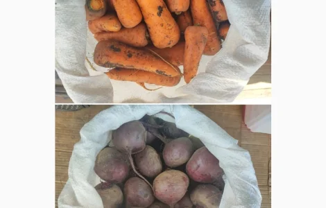 Продам морква Каскад
