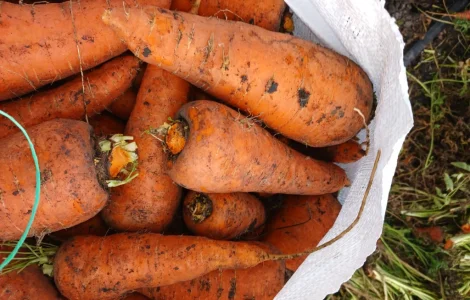 Продам морковь