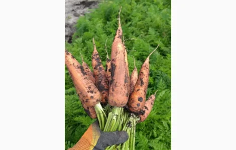Продам моркву оптом