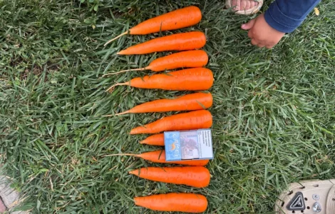 Продам морковь Абако