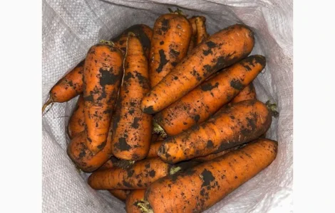 Продам морковь Каскад