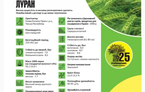 Продам семена озимого Ячменя сорт ЛУРАН