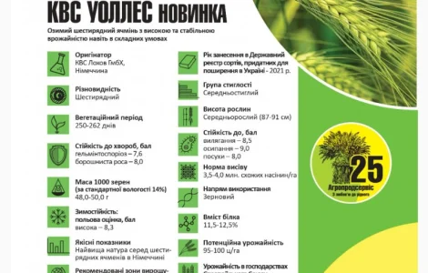 Продам семена озимого Ячменя сорт КВС УОЛЛЕС