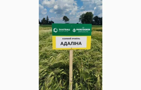 Озимый ячмень Адалина
