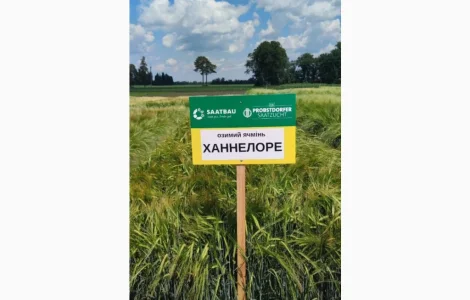 Озимый ячмень Ханнелоре