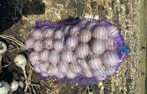 Біла цибуля