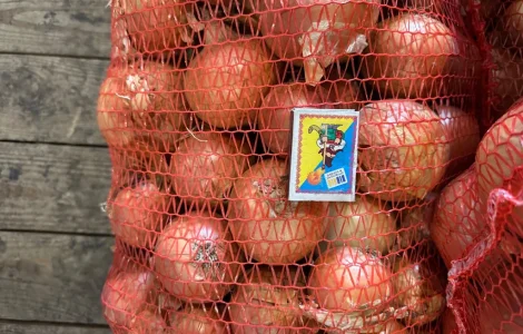 Продам цибулю