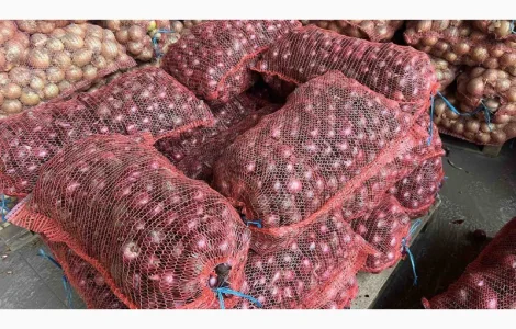 Продам цибуля червона Марс