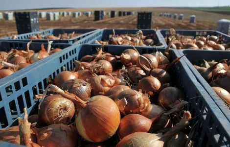 Реализуем лук большой и средний калибр оптом от 5 тонн Винницкая обл