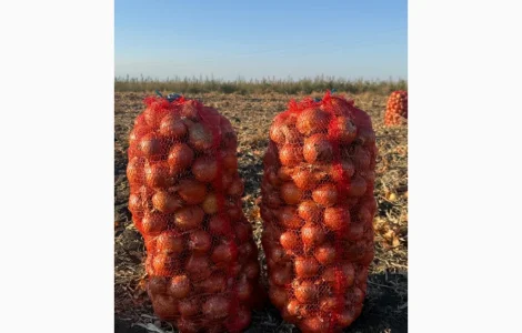 Продам лук оптом с поля