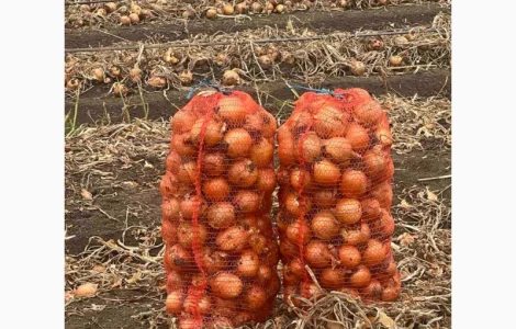 Продам лук