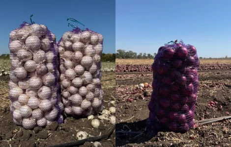 Продам лук белый там марс
