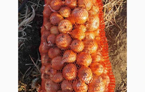 Продам цибулю