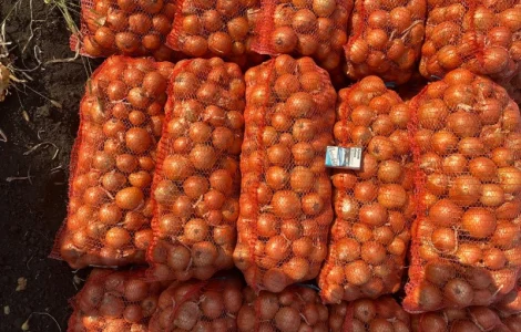 Продам цибулю. Сорт медуза