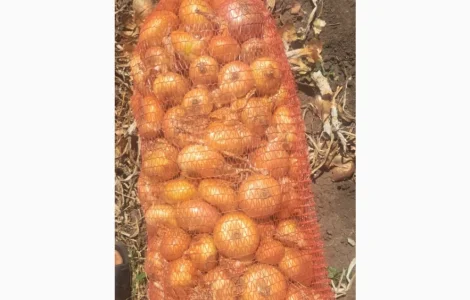 Продам лук Штутгарт