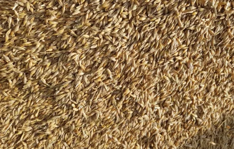 Продам яровой ячмень 2 репродукции