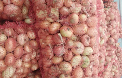 Продам цибулю Штутгард