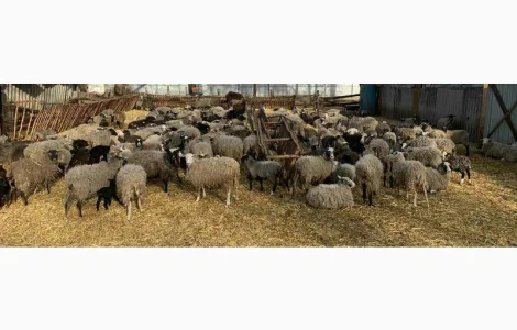 Продам вівці Романовської породи від виробника. Тільки від 100 голов