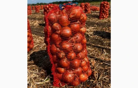 Лук с поля сорт Камперо