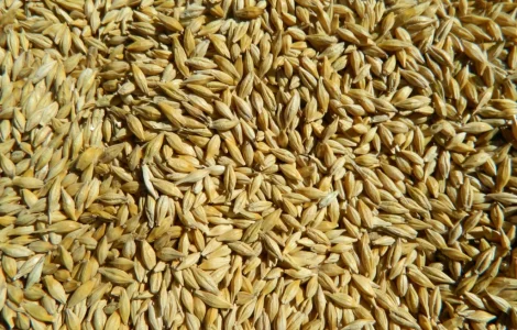 Продам ячмінь врожай 2026 року