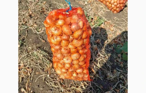 Продам лук Штутгарт