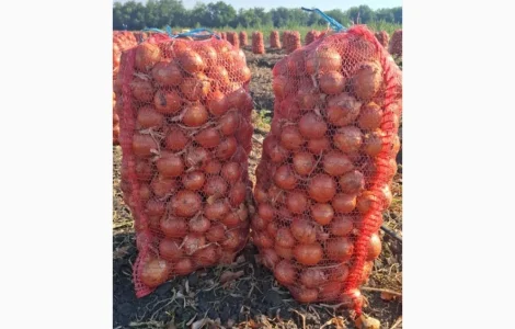 Продам лук оптом с поля