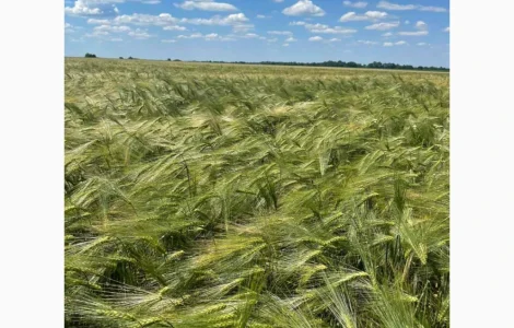 Продам ячмінь ярий