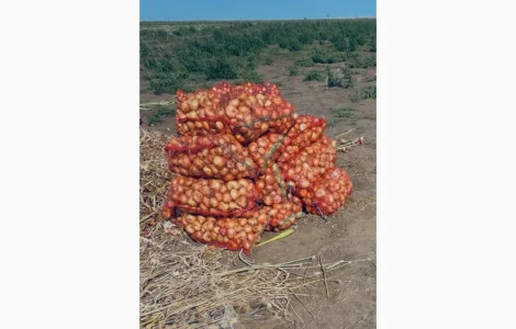 Продам товарный лук Штутгарт