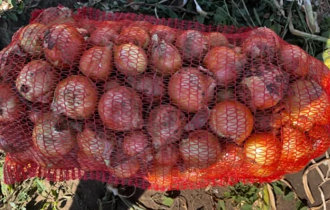 Продам лук медуза