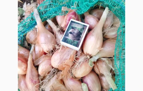 Продам Королівську КУЩІВКУ