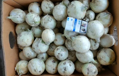 Продам белый лук