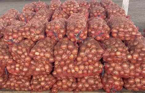Продам Цибулю